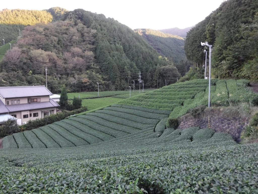 We can distinguish before and after plucking by color of tea canopies. Yellowish green color implies before plucking.