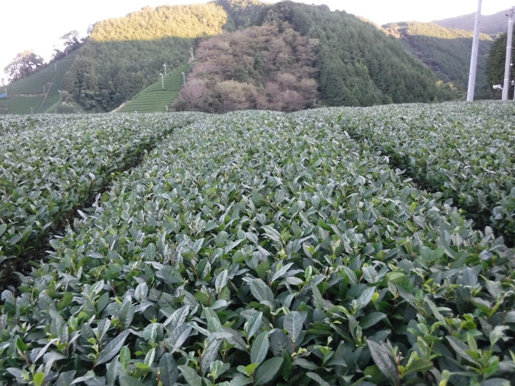 The appearance of tea canopy. Tea leaves remained on tea canopy has large leaf area, which is good for the growth of 1st flush in the next year.