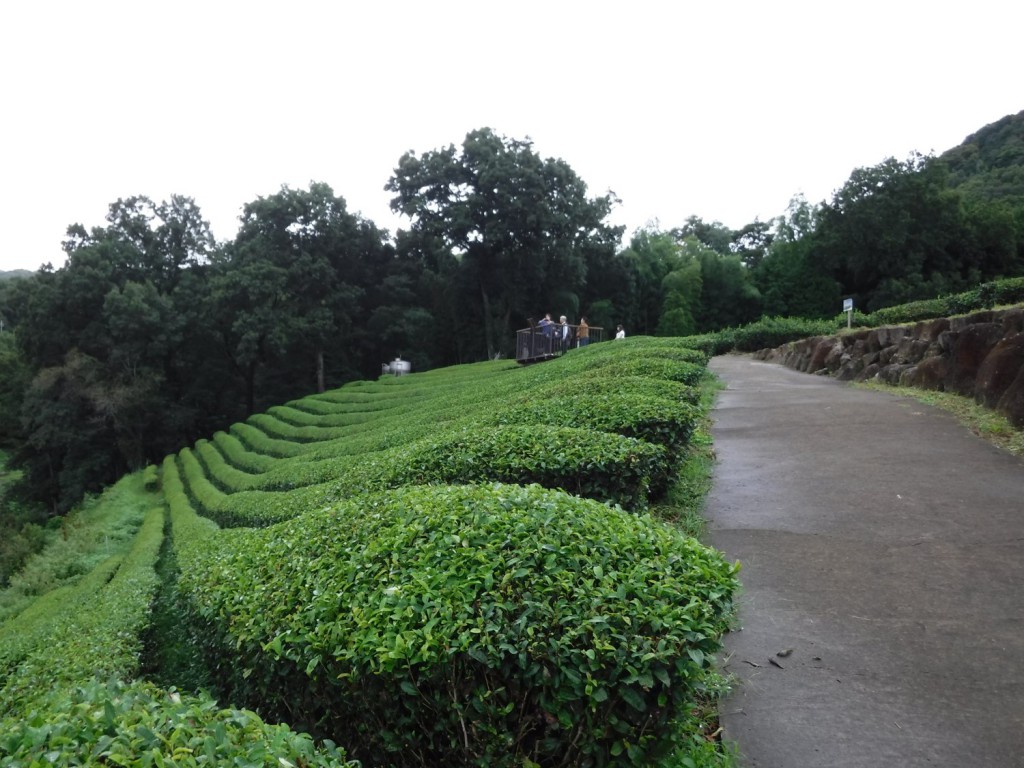 03 Observation deck on tea plantation of Narusawa