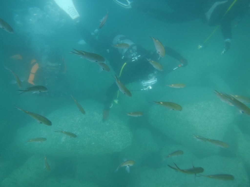 20 Osesaki Diving Spot