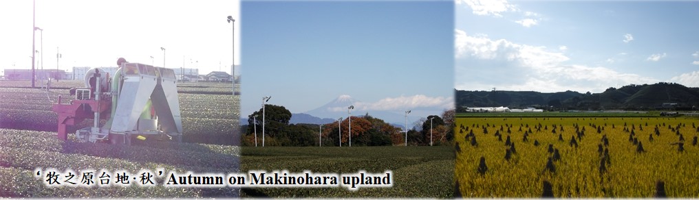 Autumn on Makinohara upland