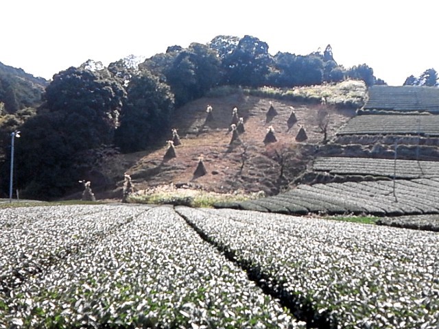 Tiny pyramids of silver grasses bundles on the slope around tea plantations in Higashiyama region in Kakegawa tea estate.