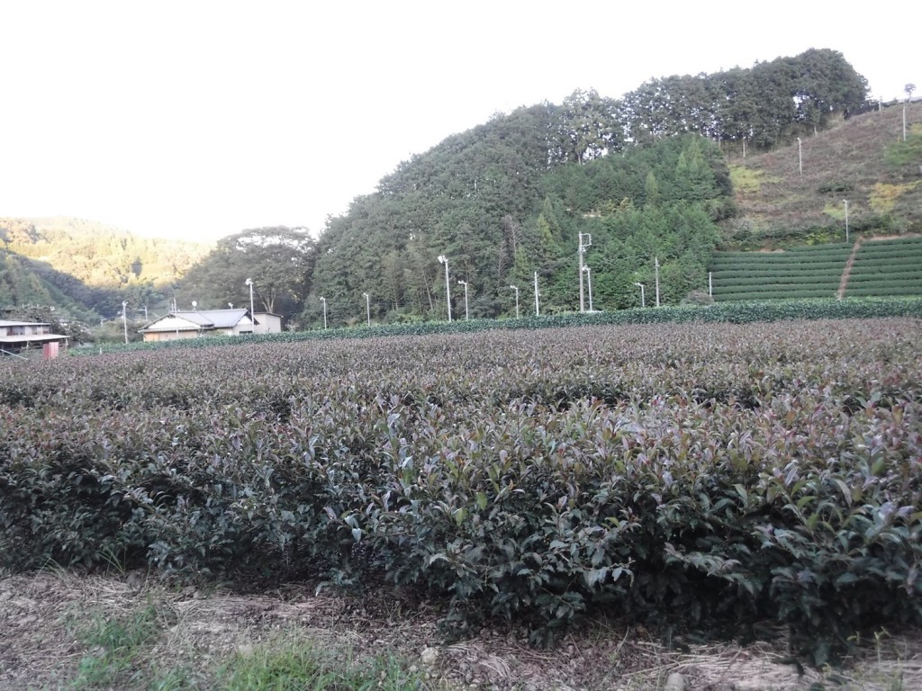 Tea plants of 'Sun Rouge' grown in Shizuoka tea estate.