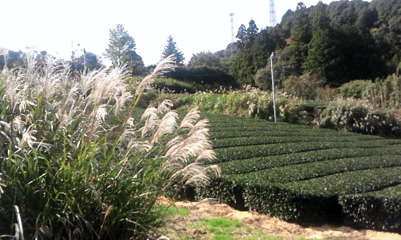 02 Silver grasses naturally grown around tea plantation