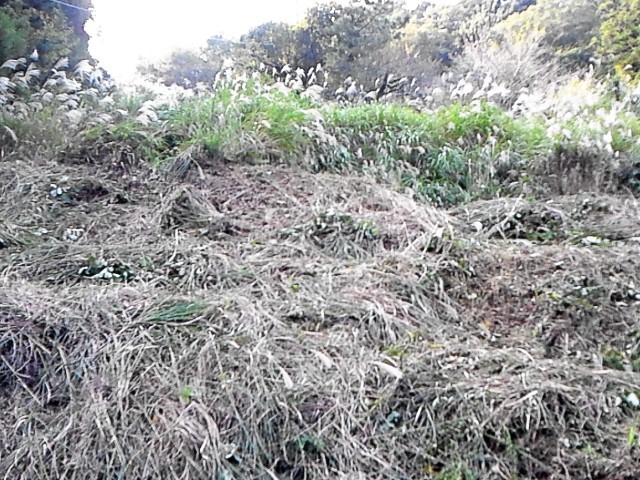 03 Cutting silver grass around or near tea plantation