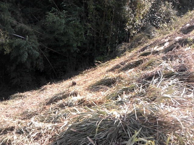06 Drying bundle of silver grasses on mountainside slope near tea plantation