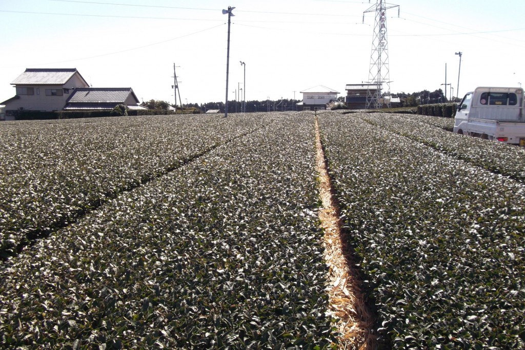 07 Example of tea grasses applied onto soil of tea farm 2