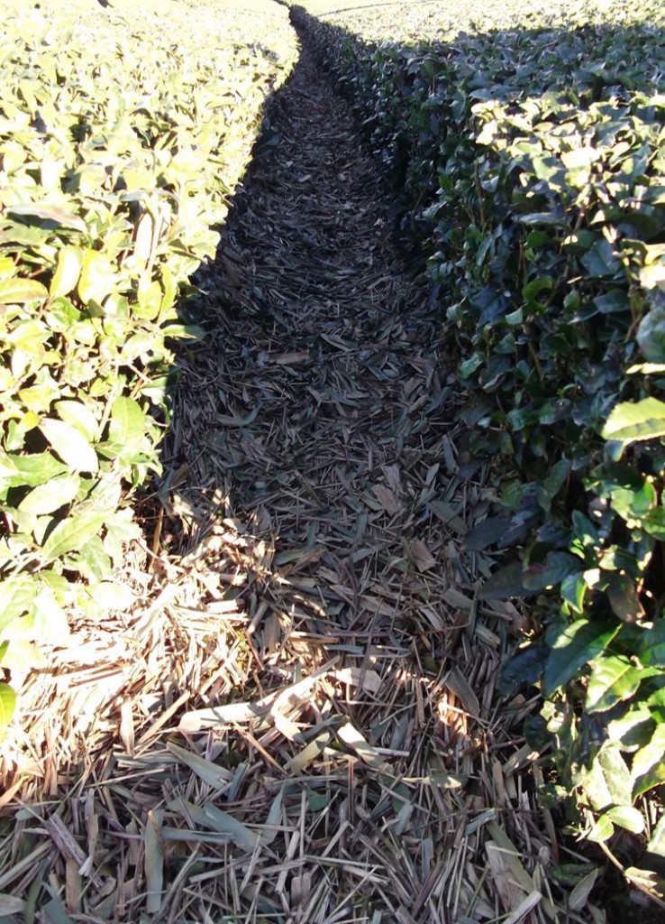 07 Example of tea grasses applied onto soil of tea farm