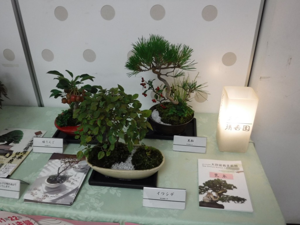 83 Bonsai plants