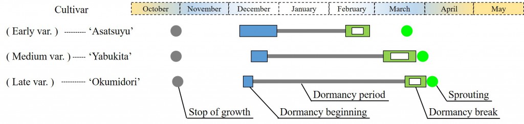 01 Dormancy Period of Tea Plants varieties