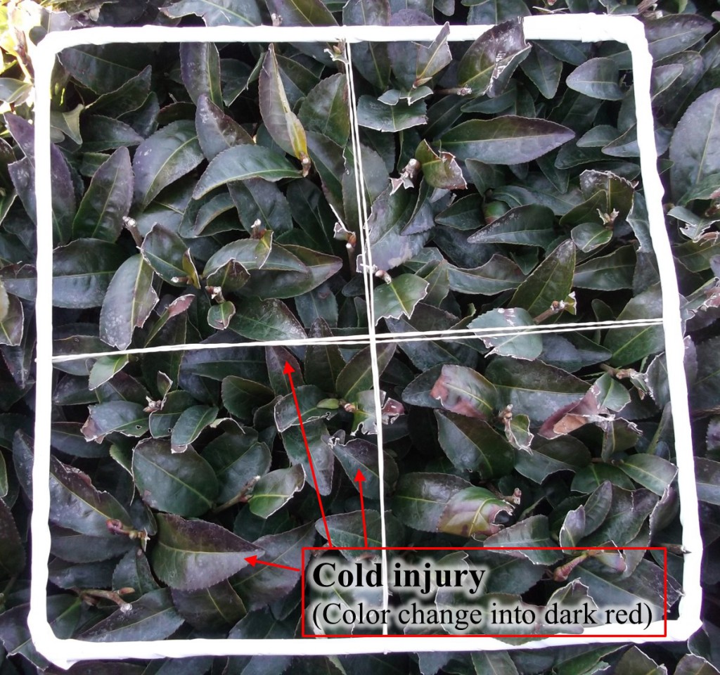 10 Cold injury of matured tea leaves