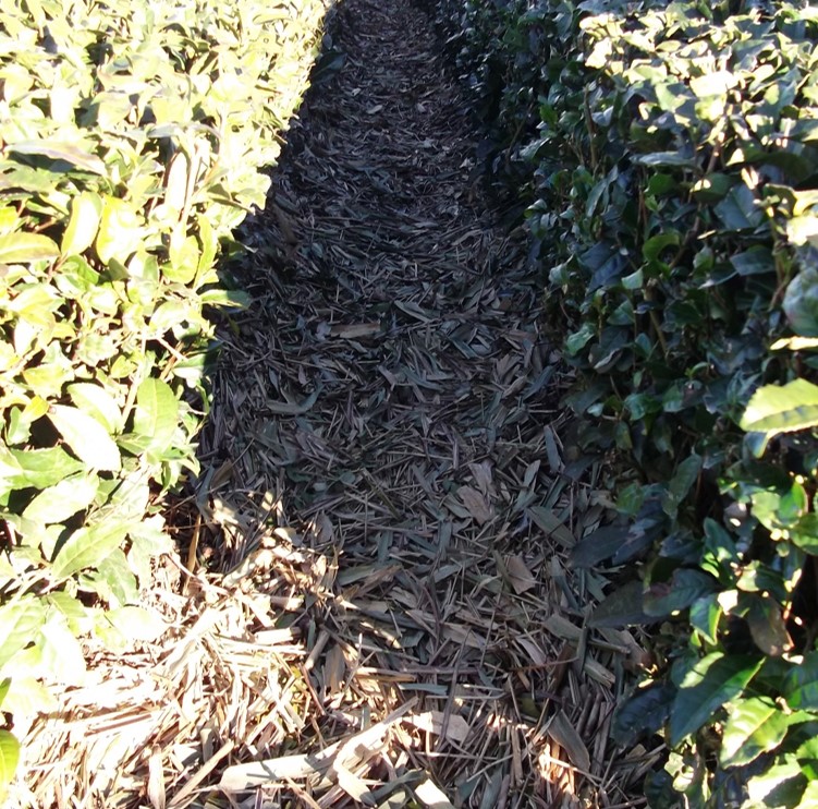 Zoom picture of grass mulching